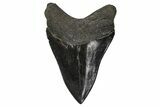 Serrated, Fossil Megalodon Tooth - South Carolina #297424-2